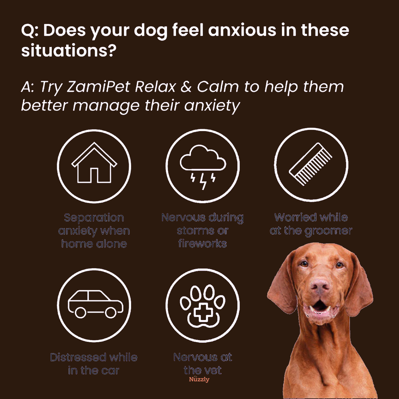 The Regulation Chew — Zamipet Relax & Calm
