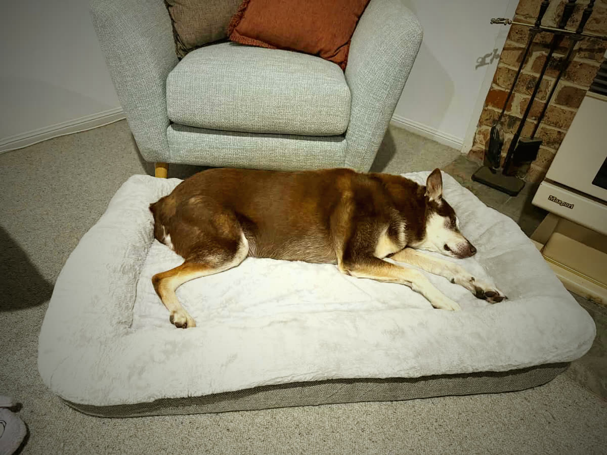 Senior kelpie cross fast asleep on the Nuzzly Decompression Lounger in a customer's living room