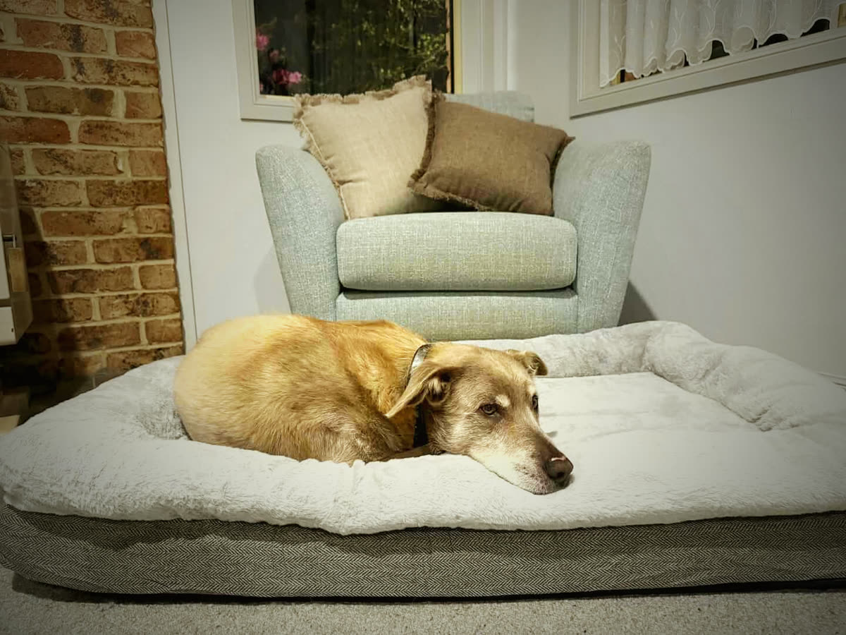 Older dog resting her head on the bolstered edge of the Nuzzly Decompression Lounger