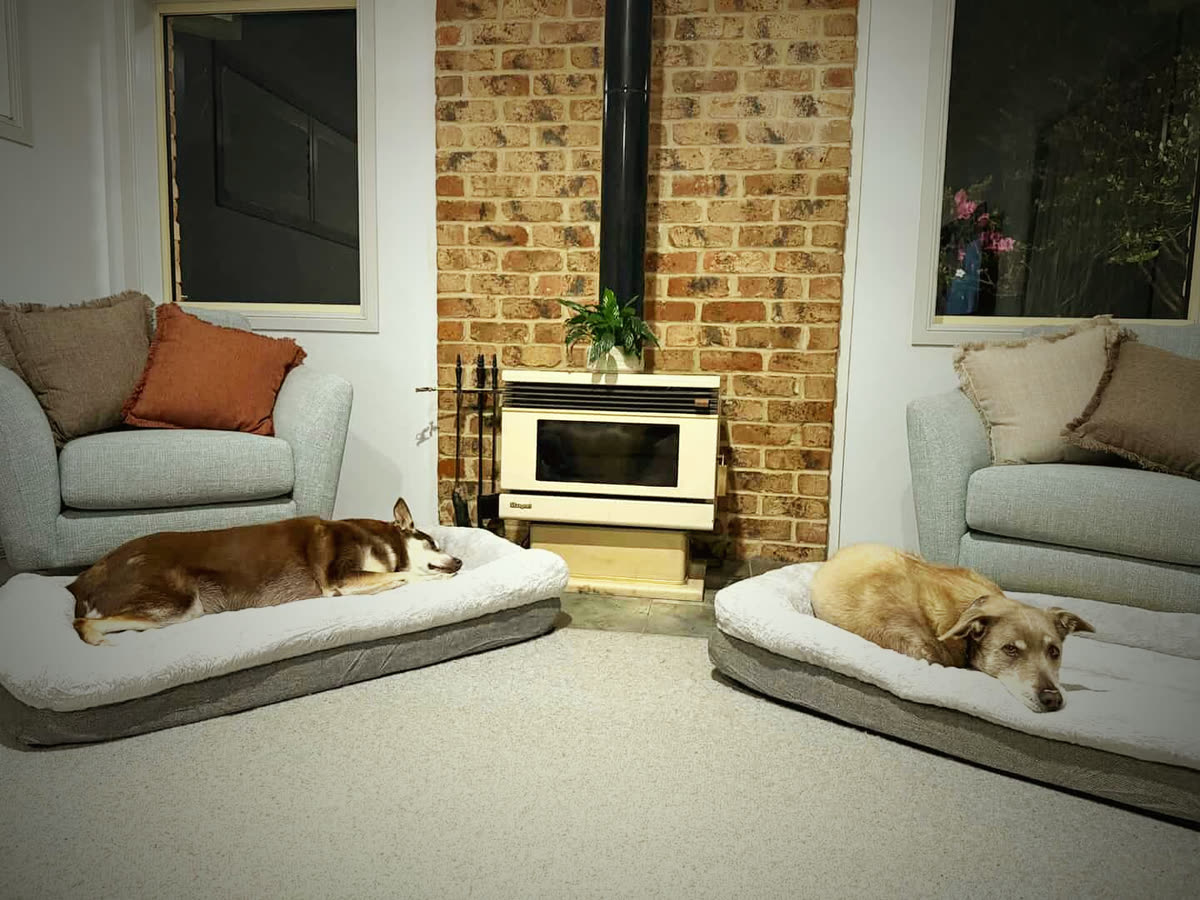 Two senior dogs asleep on their own Nuzzly Decompression Loungers by the fireplace